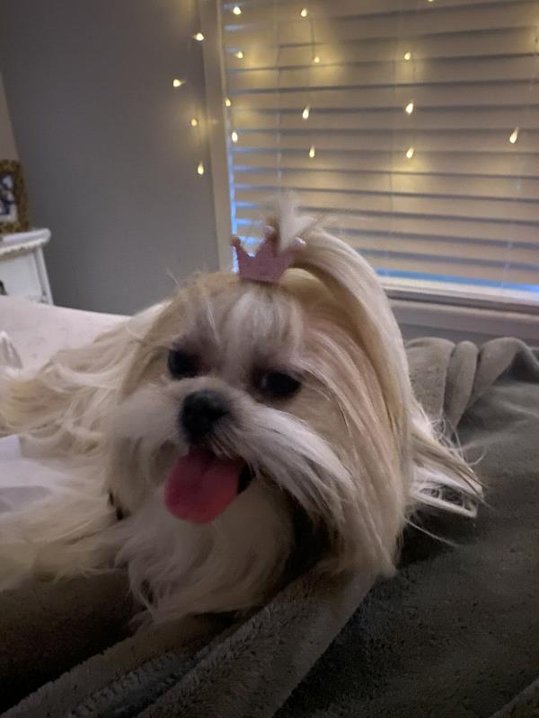 /Images/uploads/The Murphee and Sugar Angel Foundation/murpheeandsugar-pet-photo-contest-fundraiser/entries/27742thumb.jpg
